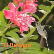 Phaetornis guy feeding on the nectar of Cavendishia adenophora