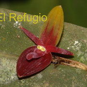 Acronia rinkei