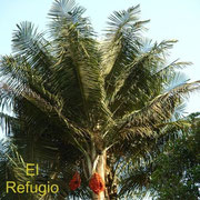 Ceroxylon alpinum, the wax palm of the coffee groves