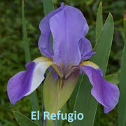 Iris xiphium (IRIDACEAE)