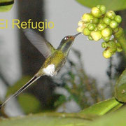 Ocreatus underwoodii (racket-tailed hummingbird, male) visiting the flowers of Oedematopus sp.