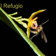 Lepanthes yubarta, visited by a male fungus gnat (of the genus Bradysia). The pollinarium has been removed.