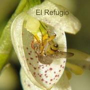 Anthomyid fly removing the pollinarium of Pleurothallis colossus. The fly hangs from the lip and is suspended in the middle of the sinsepaline cavity, making contact with the viscidium, which glues the pollinarium onto the chest of the fly.