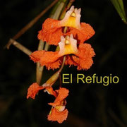 Elleanthus ampliflorus, flowers in front view