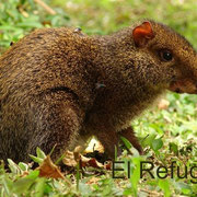 Dasyprocta punctata (AGOUTI, GUATÍN)