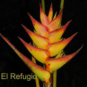 Heliconia "LATIMBRICATA" (H. latispatha x imbricata)