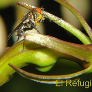 Anthomyid fly carrying several pollinaria of Pleurothallis colossus, attached to the chest