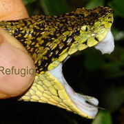 Botriechis schlegelii, the eye-lash viper ("VÍBORA PESTAÑONA")