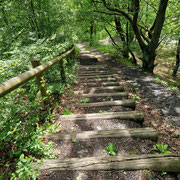 LEFOREST