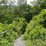 LEFOREST
