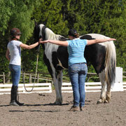 Natural Horsemanship