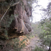 Ku-ring-gai Nationalpark noerdlich von Sydney I
