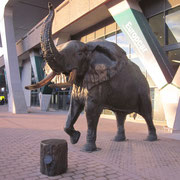 Elefanten-Statue vor dem Flughafen von Kapstadt
