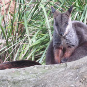 Ein Felsen-Wallaby in Taronga Zoo Sydney