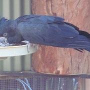 Ein Papagei im Featherdale Wildlife Park