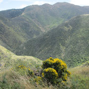Bergige gruene Landschaft nahe Wellington