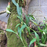 Fleischfressende Pflanze im Tropenhaus des Royal Botanic Gardens in Sydney