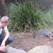 Einen Meter entfernt von einem Kaenguru in Taronga Zoo Sydney :-)