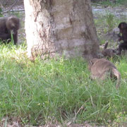 Baboon-Affen im Cape Peninsula Nationalpark