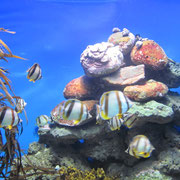 Fische in einem Aquarium im "Two Oceans Aquarium" in Kapstadt III