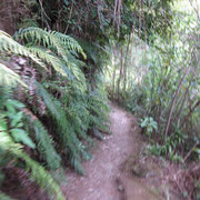 Wanderweg auf der Tierschutzgebiet-Insel