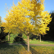 Herbstlich-gelber Baum im Royal Botanic Garden in Sydney