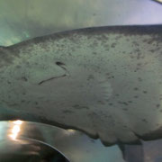 Ein Rochen im OceanWorld in Manly
