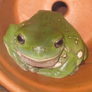 Australischer Frosch im Australian Museum in Sydney