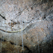 Ein Gluehwurm in der Tropfsteinhoehle