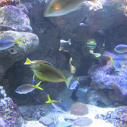 Great Barrier-Korallenriff und Fische im OceanWorld in Manly