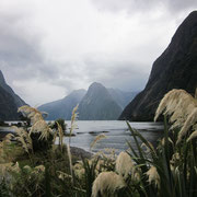 Blick in den Milford Sound von Milford
