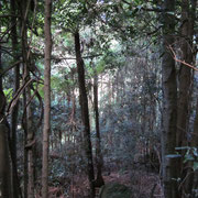 Spaziergang durch den Eukalyptus-Wald im Blue Mountains-Nationalpark