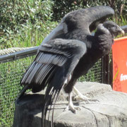 Der groesste Vogel Asiens bei der Vogel-Vorfuehrung in Taronga Zoo Sydney