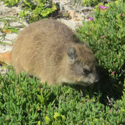 Ein Dassie im Cape Peninsula Nationalpark