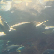 Eine Schildkroete im OceanWorld in Manly