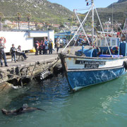 Ein Seehund im Hafen von Kalk Bay I