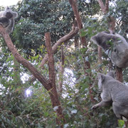 Koalas im WildlifeWorld in Sydney