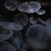 Quallen im Aquarium Sydney