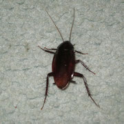 Eine grosse Kakerlake in meinem Zimmer! :-(