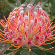 Eine Protea-Bluete (Suedafrikas Nationalblume)