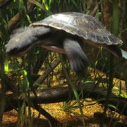 Schildkroete im Aquarium Sydney