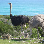 Eine Straussenfamilie im Cape Peninsula Nationalpark