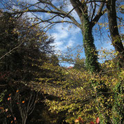 Herbst-Stimmung im Kingsford Smith Memorial-Park in Katoomba