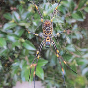 Eine grosse Spinne in einem Baum in unserer Strasse