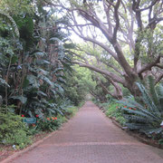 Der Hauptweg im Botanischen Garten Kirstenbosch