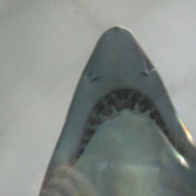 Ein Hai im Aquarium Sydney I