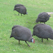 Wilde Perlhuehner im Botanischen Garten Kirstenbosch