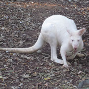 Ein Albino-Kaenguru im Featherdale Wildlife Park