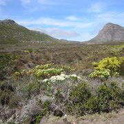 Der Cape Peninsula Nationalpark I