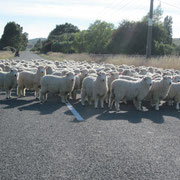 Mein Erlebnis am ersten Tag: Eine Schafherde blockiert die Strasse!